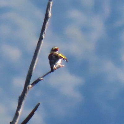 Carduelis carduelis (European Goldfinch) at Paddys River, ACT - 19 Apr 2021 by RodDeb