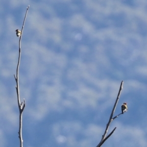 Carduelis carduelis at Paddys River, ACT - 19 Apr 2021