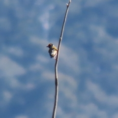 Carduelis carduelis at Paddys River, ACT - 19 Apr 2021