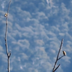 Carduelis carduelis at Paddys River, ACT - 19 Apr 2021