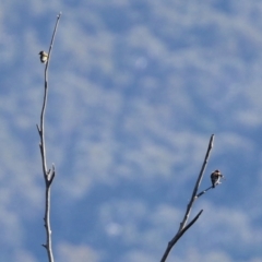 Carduelis carduelis at Paddys River, ACT - 19 Apr 2021