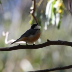 Pachycephala rufiventris at Paddys River, ACT - 19 Apr 2021 12:47 PM