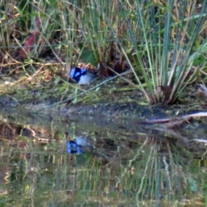 Malurus cyaneus at Paddys River, ACT - 19 Apr 2021