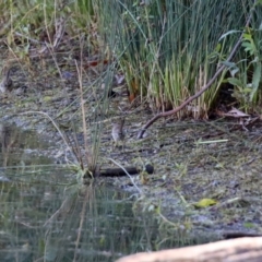 Malurus cyaneus at Paddys River, ACT - 19 Apr 2021