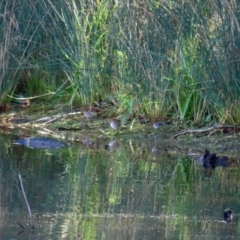 Malurus cyaneus at Paddys River, ACT - 19 Apr 2021 02:04 PM