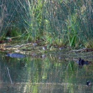 Malurus cyaneus at Paddys River, ACT - 19 Apr 2021 02:04 PM