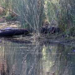 Malurus cyaneus at Paddys River, ACT - 19 Apr 2021