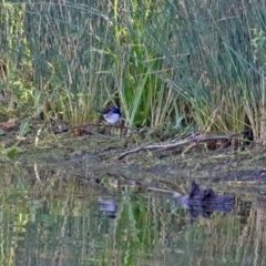 Malurus cyaneus at Paddys River, ACT - 19 Apr 2021