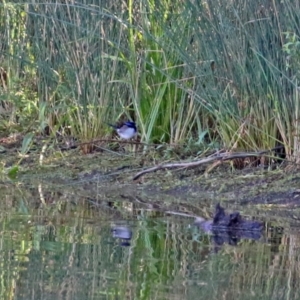 Malurus cyaneus at Paddys River, ACT - 19 Apr 2021