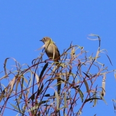 Petroica phoenicea (Flame Robin) at Paddys River, ACT - 19 Apr 2021 by RodDeb