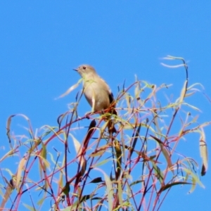 Petroica phoenicea at Paddys River, ACT - 19 Apr 2021