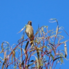 Petroica phoenicea at Paddys River, ACT - 19 Apr 2021