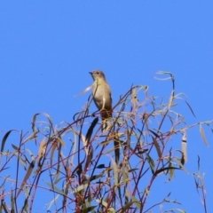 Petroica phoenicea at Paddys River, ACT - 19 Apr 2021