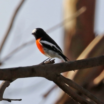 Petroica boodang (Scarlet Robin) at Paddys River, ACT - 19 Apr 2021 by RodDeb