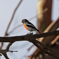 Petroica boodang at Paddys River, ACT - 19 Apr 2021