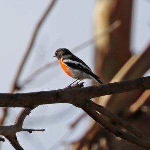 Petroica boodang at Paddys River, ACT - 19 Apr 2021 03:40 PM