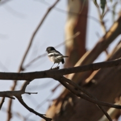 Petroica boodang at Paddys River, ACT - 19 Apr 2021