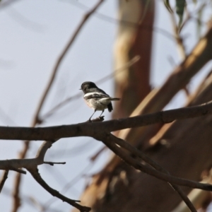 Petroica boodang at Paddys River, ACT - 19 Apr 2021