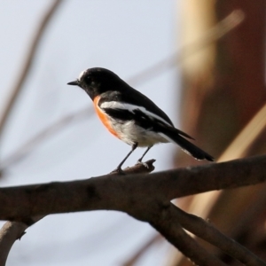 Petroica boodang at Paddys River, ACT - 19 Apr 2021