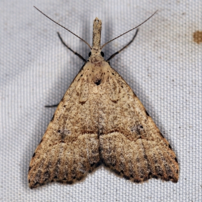 Trigonistis asthenopa (Tiny Snout) at Wyanbene, NSW - 16 Apr 2021 by ibaird