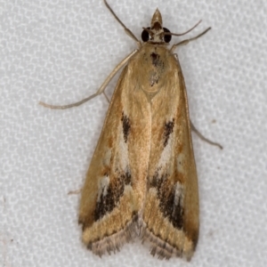 Achyra massalis at Melba, ACT - 24 Jan 2021 09:14 AM