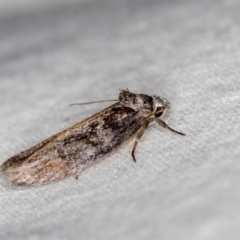 Oenochroa dinosema (A Concealer moth) at Melba, ACT - 23 Jan 2021 by Bron