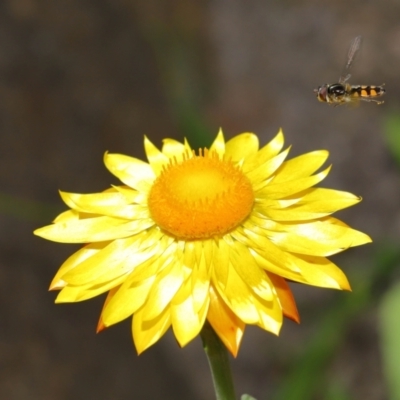 Melangyna viridiceps (Hover fly) at ANBG - 18 Apr 2021 by TimL