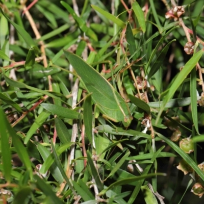 Caedicia simplex (Common Garden Katydid) at ANBG - 19 Apr 2021 by TimL