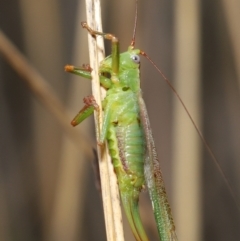 Conocephalomima barameda (False Meadow Katydid, Barameda) at Downer, ACT - 18 Apr 2021 by TimL