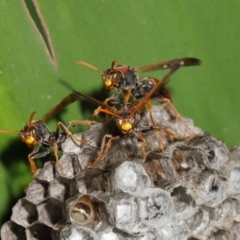 Polistes (Polistella) humilis (Common Paper Wasp) at Acton, ACT - 19 Apr 2021 by TimL
