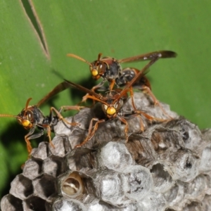 Polistes (Polistella) humilis at Acton, ACT - 19 Apr 2021