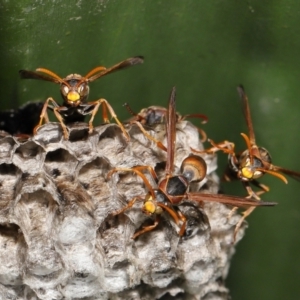 Polistes (Polistella) humilis at Acton, ACT - 19 Apr 2021