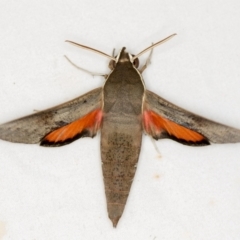 Hippotion scrofa (Coprosma Hawk Moth) at Melba, ACT - 24 Jan 2021 by Bron