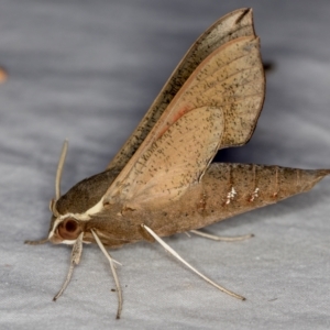 Hippotion scrofa at Melba, ACT - 24 Jan 2021 04:18 PM