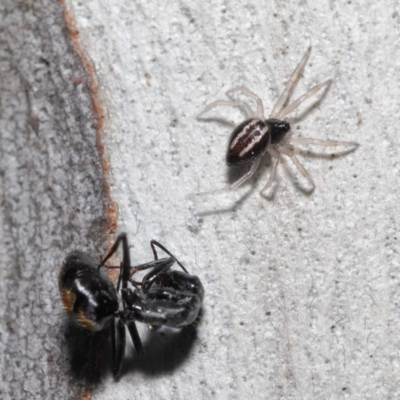 Euryopis umbilicata (Striped tick spider) at Acton, ACT - 18 Apr 2021 by TimL