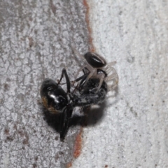 Euryopis umbilicata at Acton, ACT - 18 Apr 2021