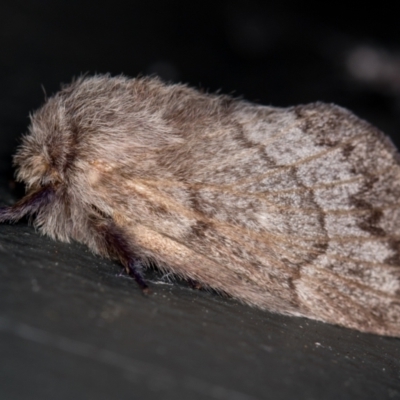 Pernattia pusilla (She-Oak Moth) at Melba, ACT - 23 Jan 2021 by Bron