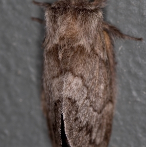 Pernattia pusilla at Melba, ACT - 23 Jan 2021