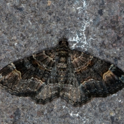 Epyaxa sodaliata (Sodaliata Moth, Clover Moth) at Melba, ACT - 22 Jan 2021 by Bron