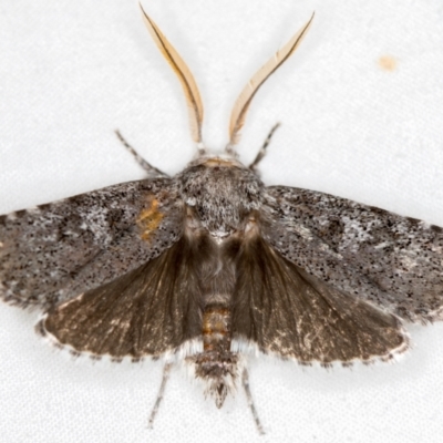 Cryptophasa irrorata (A Gelechioid moth (Xyloryctidae)) at Melba, ACT - 23 Jan 2021 by Bron