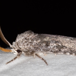 Cryptophasa irrorata at Melba, ACT - 23 Jan 2021