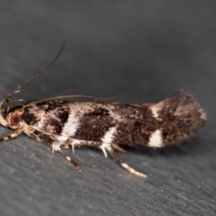 Macrobathra (genus) (A cosmet moth) at Melba, ACT - 23 Jan 2021 by Bron