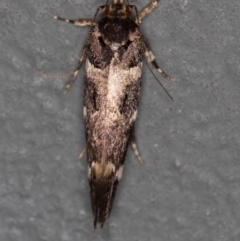 Macrobathra (genus) at Melba, ACT - 23 Jan 2021 01:34 PM