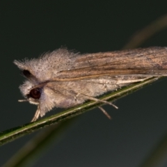 Pantydia sparsa (Noctuid Moth) at Melba, ACT - 23 Jan 2021 by Bron