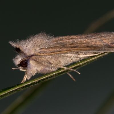 Pantydia sparsa (Noctuid Moth) at Melba, ACT - 23 Jan 2021 by Bron