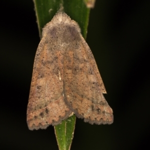 Pantydia sparsa at Melba, ACT - 23 Jan 2021 01:37 PM