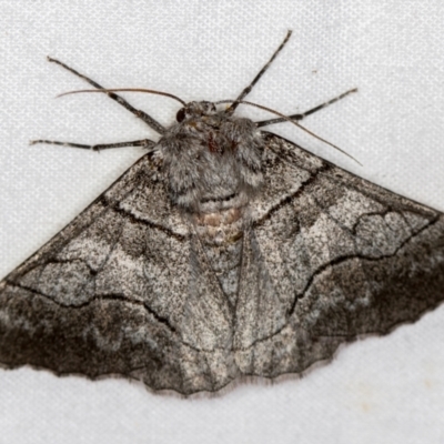 Hypobapta (genus) (A Geometer moth) at Melba, ACT - 23 Jan 2021 by Bron