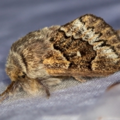 Pernattia pusilla (She-Oak Moth) at Melba, ACT - 22 Jan 2021 by Bron