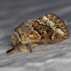 Pernattia pusilla at Melba, ACT - 22 Jan 2021 09:54 AM