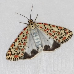 Utetheisa pulchelloides (Heliotrope Moth) at Melba, ACT - 22 Jan 2021 by Bron